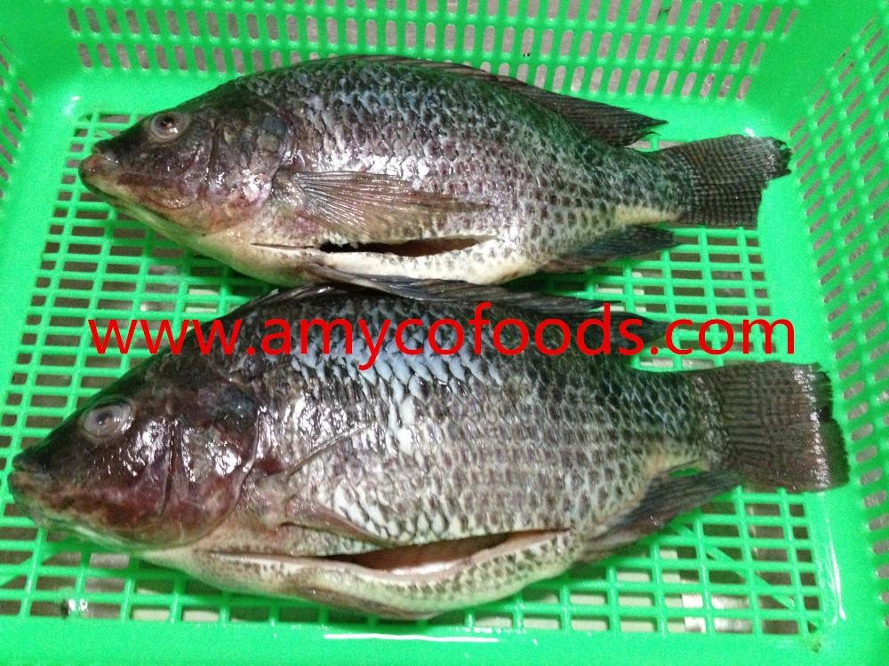 Frozen tilapia GS high quality and low price 3
