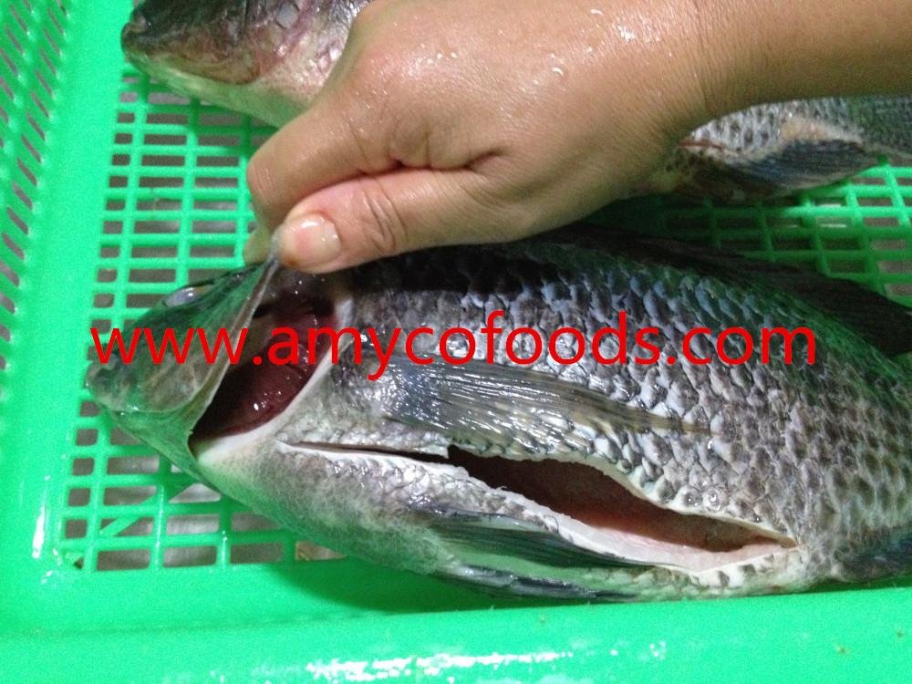 Frozen tilapia GS high quality and low price 4