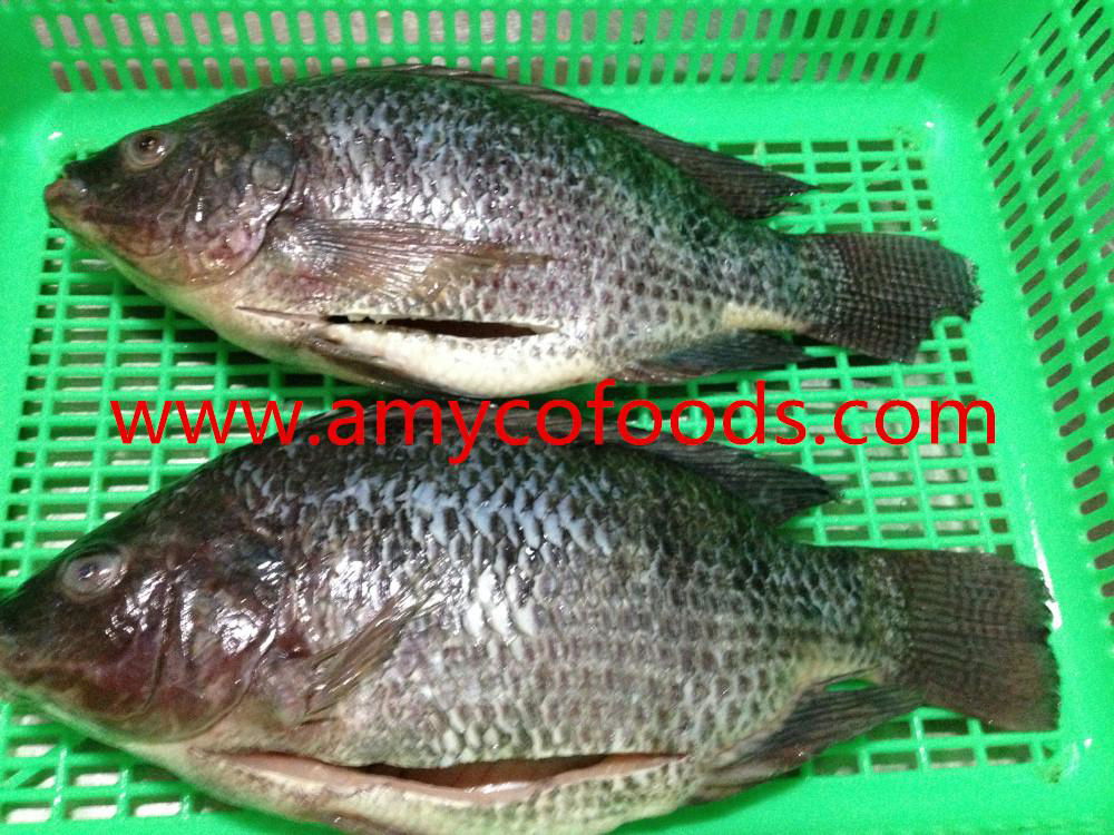 Frozen tilapia GS high quality and low price 5