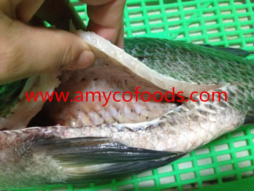 Frozen tilapia GS with high quality and very low price 2