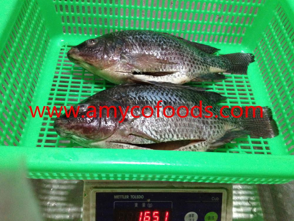 Frozen tilapia GS with high quality and very low price 4