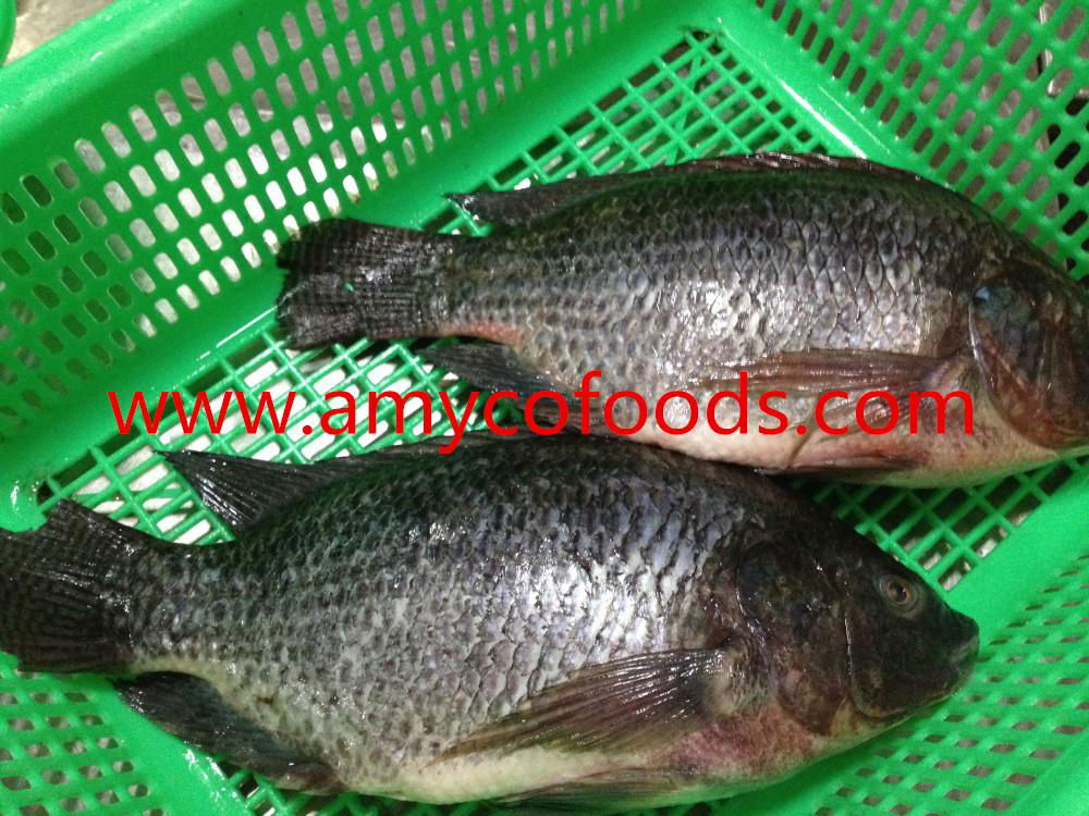 Frozen tilapia GS with high quality and very low price 5