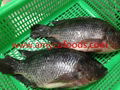 Frozen tilapia GS with high quality and very low price 5