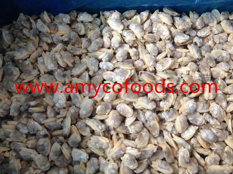 Frozen boiled short neck clam meat all sizes