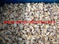 Frozen boiled short neck clam meat all