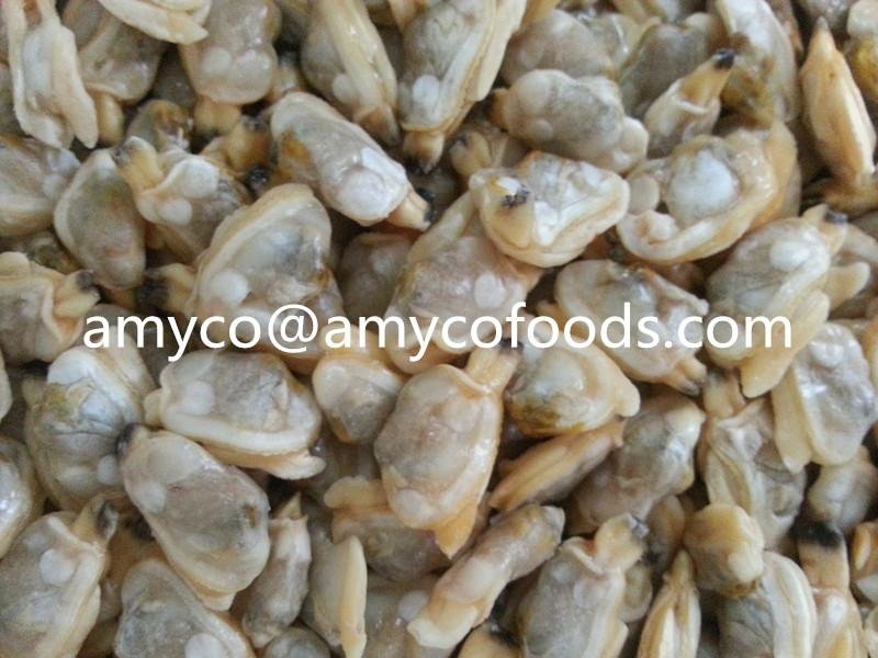 Frozen boiled short neck clam meat all sizes 5