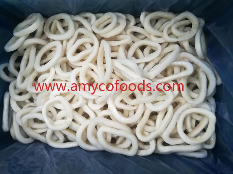 Frozen squid ring high quality with competitive price