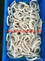 Frozen squid rings high quality and competitive price 1