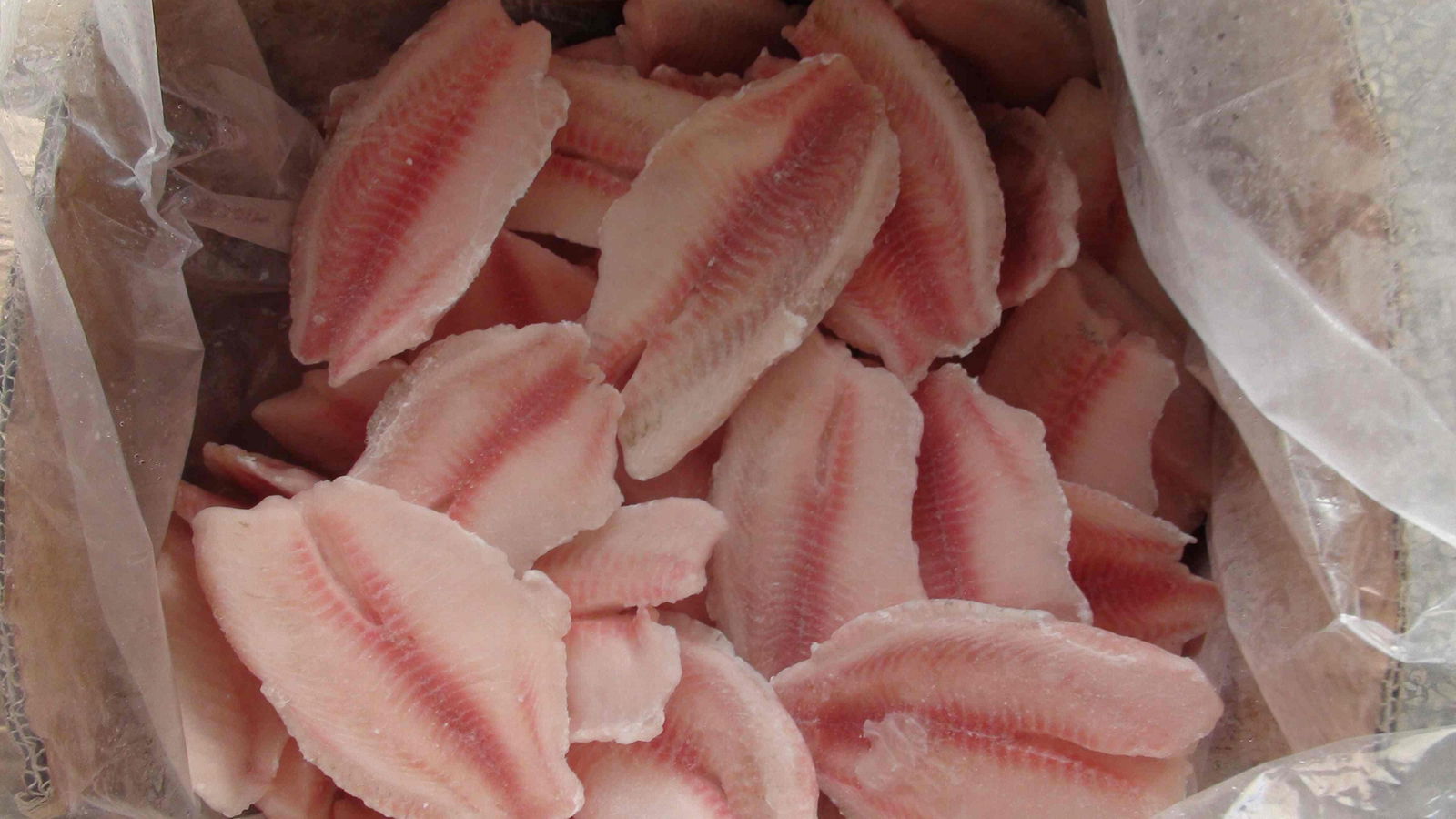 Frozen tilapia fillets high quality and very low price 4