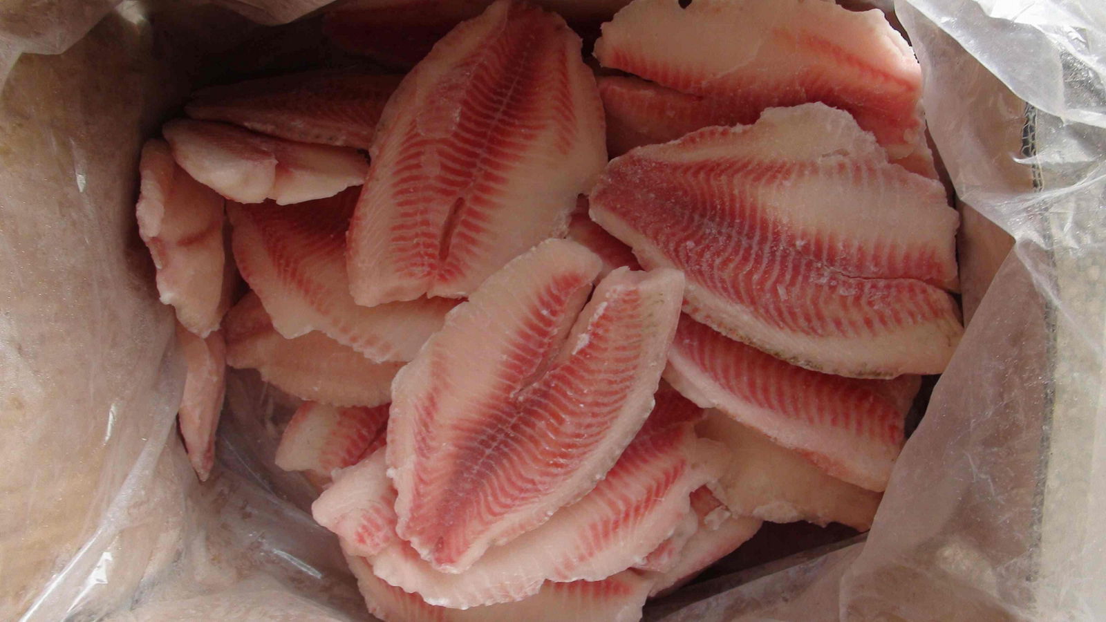 Frozen tilapia fillets high quality and very low price 5