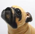 Lifelike Shar Pei Plush Dog Sharpei Dog Plushie Stuffed Plush Animals Cute Puppy 4