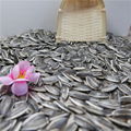 High Quality Sunflower Seeds