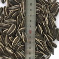 Export  Sunflower Seeds  with Best Price 1