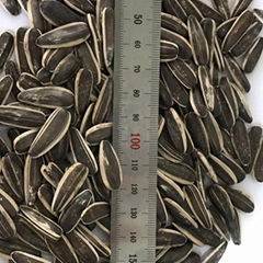 Export  Sunflower Seeds  with Best Price