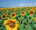 Export  Sunflower Seeds  with Best Price 2