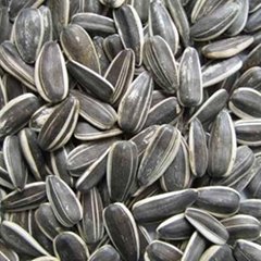 Export  Raw Sunflower Seeds 5009
