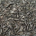 sunflower seeds from Inner Mongolia 