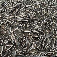 sunflower seeds from Inner Mongolia