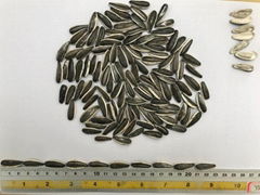 Sunflower Seeds for Human Consumption