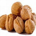 Walnuts