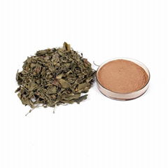 Ginkgo leaf extract