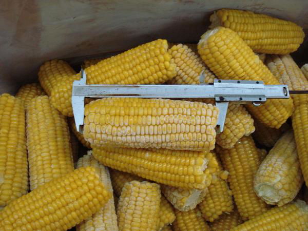 Frozen Sweet Corn Kernel 4