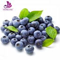 Bilberry Extract 2