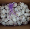 Special Ly Son White Fresh Garlic from Vietnam 2