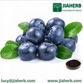 JIAHERB Bilberry extract Vaccinium Myrtillus L.