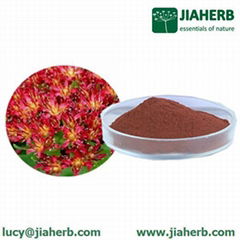 JIAHERB Rhodiola Rosea Extract