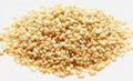 SESAME SEEDS