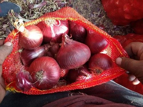 Fresh  Red Onions