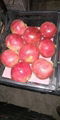Pomegranate 3