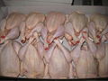 Halal Whole frozen chicken 1