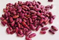 Red Kidney Bean for Sale with the Best Price  3