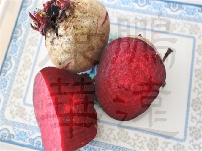 Beetroot red color C.V.4-300 2