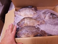 Frozen Tilapia Fillet, Whole tilapia 4