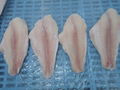 well trimmed frozen pangasius fillets 1