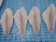 well trimmed frozen pangasius fillets