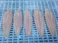 well trimmed frozen pangasius fillets 4