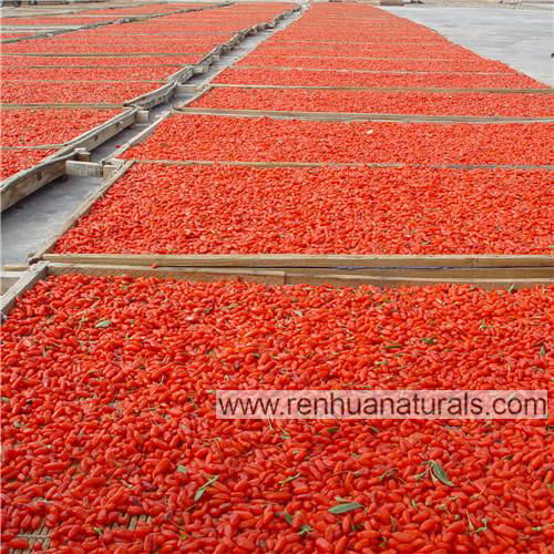 Organic goji berry,2018 new crop dried goji berry,Tibet goji ,wolfberry organic 4