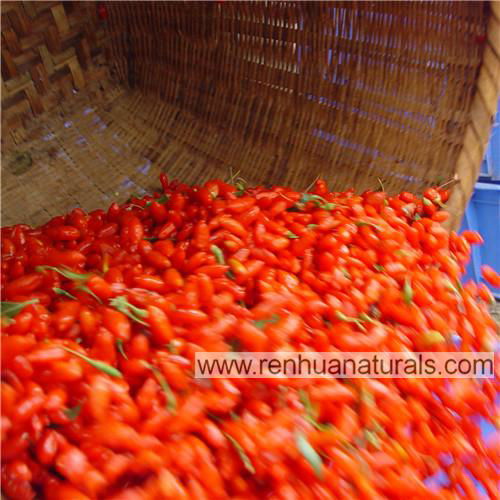 Organic goji berry,2018 new crop dried goji berry,Tibet goji ,wolfberry organic 5