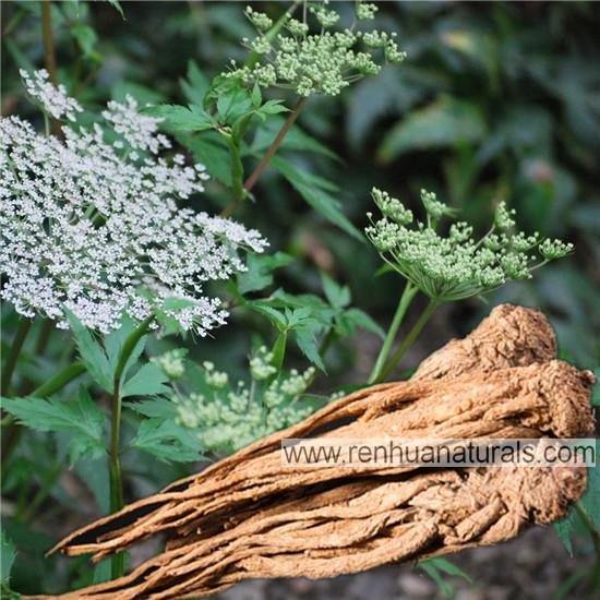 Sell Angelica Sinensis Angelica Roots Angelica Extract 2