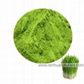 Organic Barley Grass Powder Barley