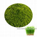 Sell Organic Wheat Grass Powder  Wheat