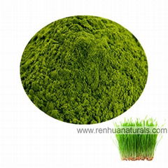 Sell Organic Wheat Grass Powder  Wheat Extract Powder grass juice powder