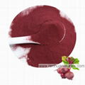 Manufacture Beet Powder Beet Root Powder