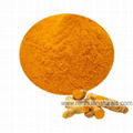 Manufacture Turmeric Powder Turmeric Root Turmeric Extract