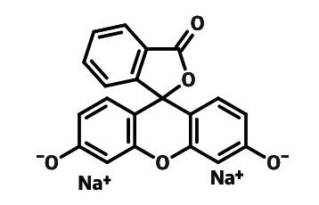 Fluorescein Disodium Salt 2