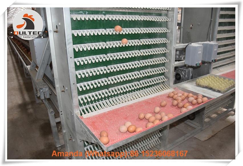 Egg chicken cages for poultry house can rasing 20000 birds in house 5
